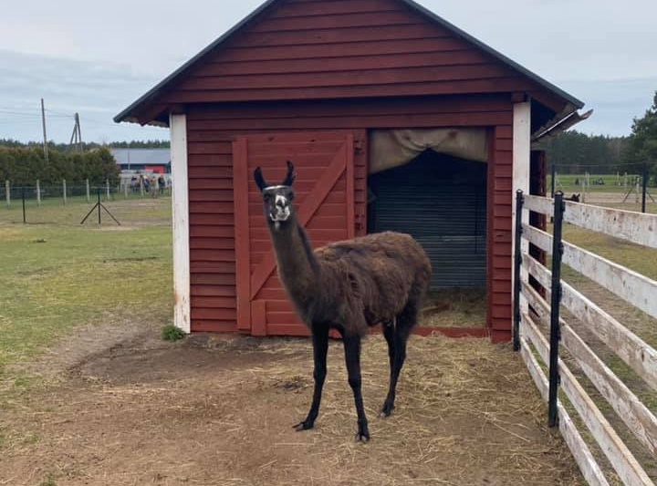 Strusia Farma - KniewoLama Strusia Farma Kniewo