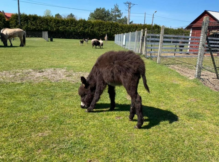 Strusia Farma - KniewoOsiołek na Strusiej Farmie
