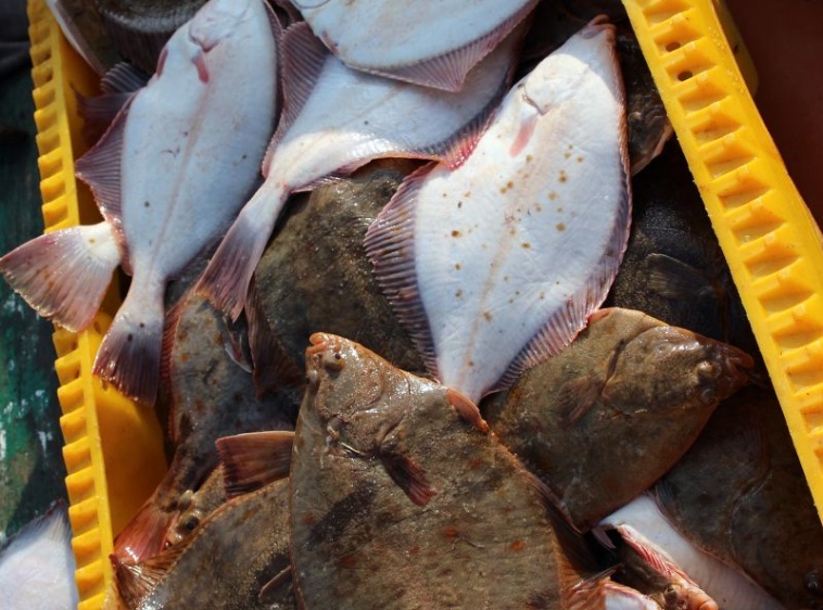 Gospodarstwo Rybackie DębkiFląderki :)